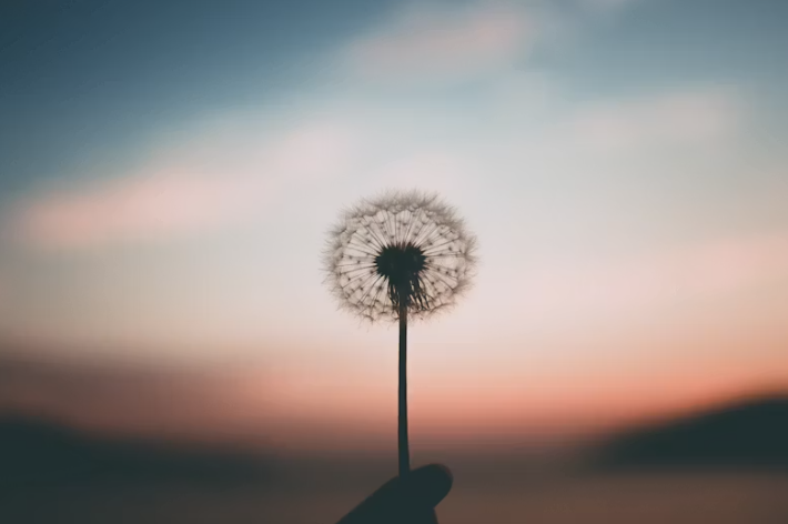 Scriptures on Peace for Weary Hearts