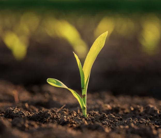 Bible Verses About New Beginnings: Hope for Fresh Starts
