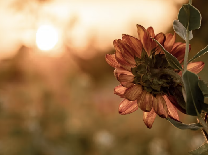 Bible Verses About Creation That Reveal God's Heart